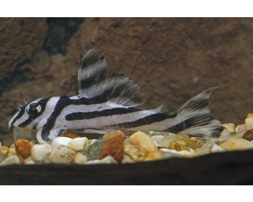 Akvariefisk Hypancistrus zebra L046 odlad 3-5cm
