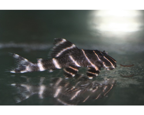 Akvariefisk Panaqolus L204 4-5cm