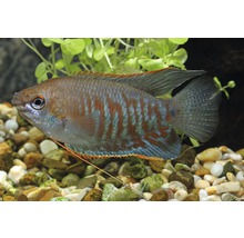 Mosaikgurami i akvarium