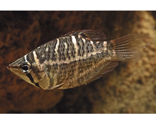 Akvariefisk Chokladgurami Selatanensis-0