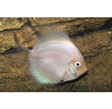 Silverdollarfisk i akvarium