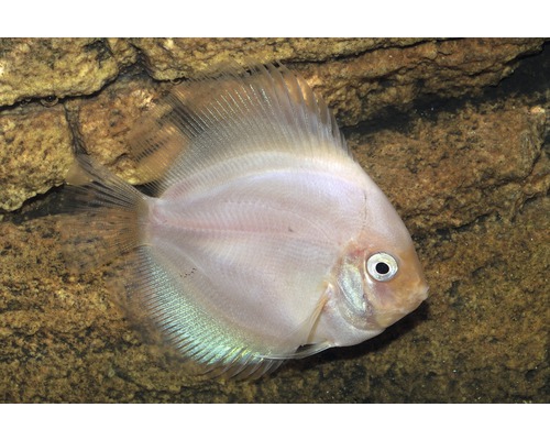 Akvariefisk Discus vit 6-7cm