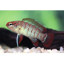 Akvariefisk Scharlakansbadis ca 1cm