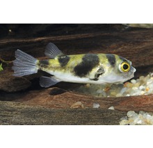 Akvariefisk Amazonaskulfisk 2,5-4cm
