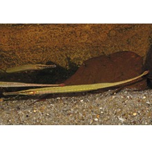 Akvariefisk Kantnål långnos 10-15cm-thumb-0
