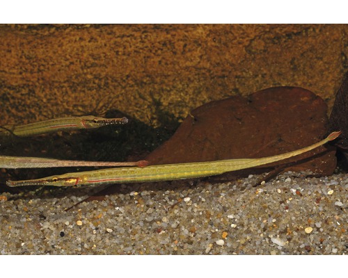 Akvariefisk Kantnål långnos 10-15cm
