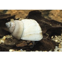 Akvariefisk Snäcka Wizard White 2-4cm