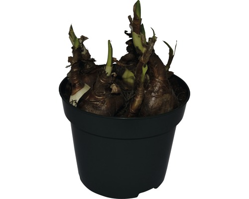 Amaryllislökar i en kruka