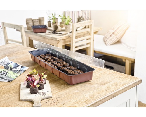 Odlingslåda med såtabletter och genomskinligt lock på ett träbord, med unga växter och såkrukor i bakgrunden.