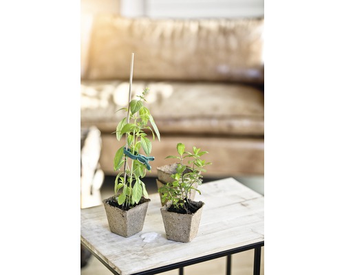 Bild på basilika och mynta i planteringskärl på ett bord