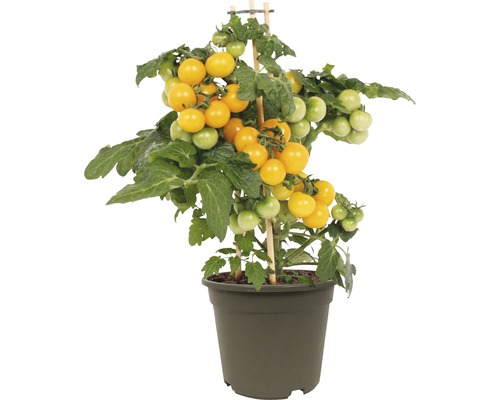 Snackkörsbärstomat FLORASELF Solanum lycopersicum Ø 14 cm gul