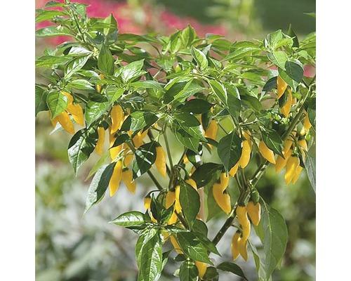 Snackhotchili FLORASELF Capsicum annuum Ø14cm
