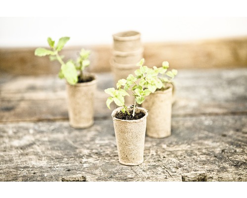 Odla krukor med unga växter på träyta