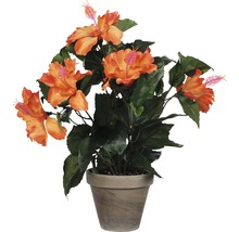 Hibiskus i kruka som dekoration