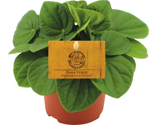 Peperomia Rana Verde krukväxt i kruka med Eden Collection etikett Peperomia Rana Verde krukväxt i kruka med Eden Collection etikett