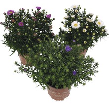 Tre vinterasterplantor i kruka med lila, vita och blå blommor