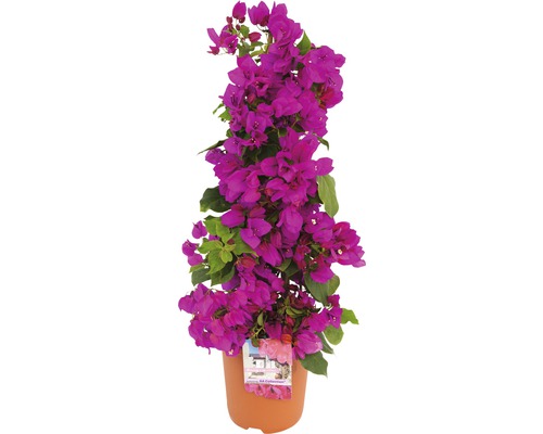 Trillingblomma pyramid FLORASELF Bougainvillea sanderare Ø19cm Trillingblomma pyramid FLORASELF Bougainvillea sanderare Ø19cm