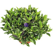 Hebe buske med gröna blad och lila blommor