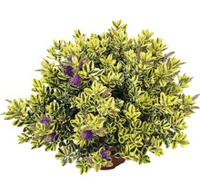 Städsegrön buske med gröna och gula blad och lila blommor