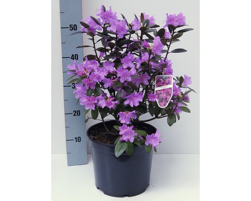 Rhododendron i kruka med lila blommor