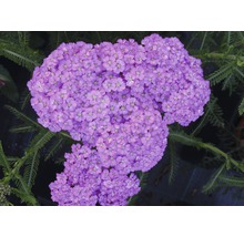 Perenner FLORASELF 15-30cm Co 2L sorterade