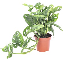 Monstera planta i kruka