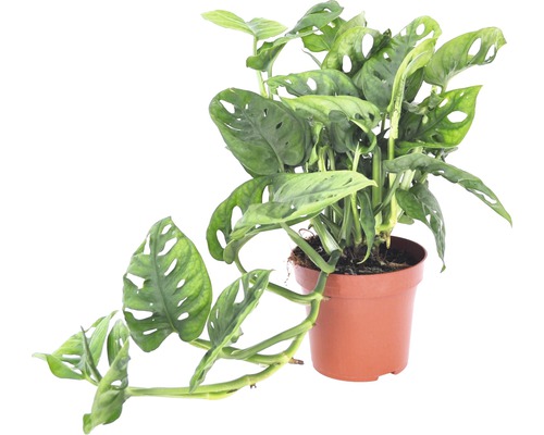 Monstera planta i kruka
