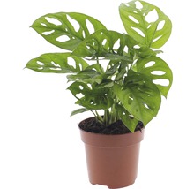 Monstera planta i kruka