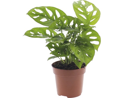 Monstera planta i kruka