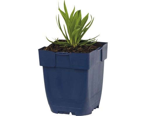 Växt i plastkruka