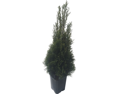 Thuja i kruka