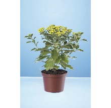 Krysantemum i kruka med gröna blad