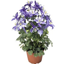 Akleja i kruka med blåvita blommor och gröna blad.