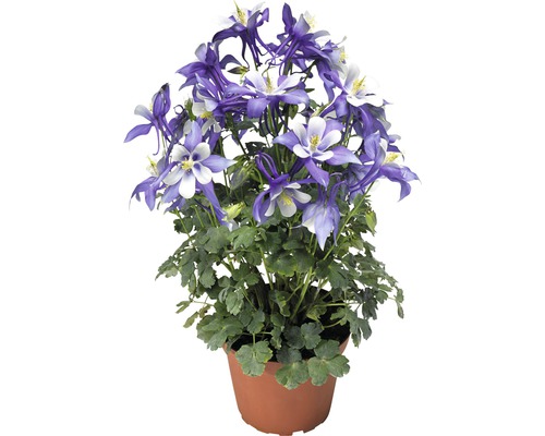 Akleja i kruka med blåvita blommor och gröna blad.