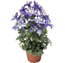 Akleja växt i kruka med blåvita blommor