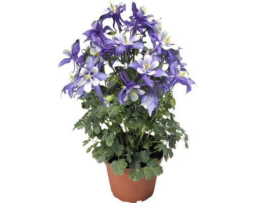 Akleja växt i kruka med blåvita blommor