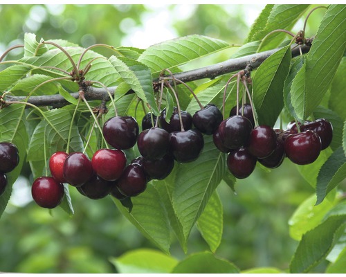 Ekologiskt sötkörsbär FLORASELF Bio Prunus avium 'Große Schwarze Knorpelkirsche' 120-150cm Co 7,5L