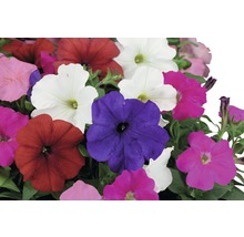 Petunior i olika färger