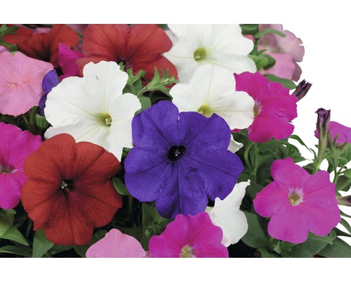 Petunior i olika färger