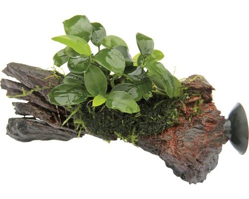 Akvarieväxt DENNERLE PLANTS Bonsai dvärganubias Anubias Bonsai på Nanowood med sugkopp