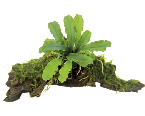 Akvarieväxt DENNERLE PLANTS Vågbladig Bucephalandra Bucephalandra spec. på rötter Akvarieväxt på rotträ med mossa
