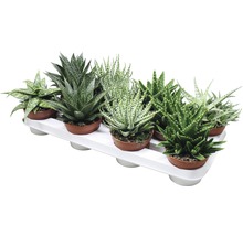 Flera Aloe Aristata växter i krukor på en bricka