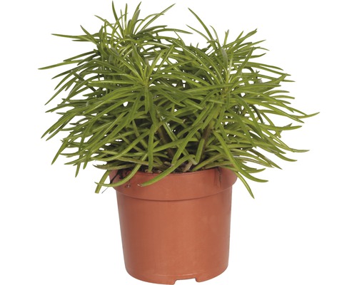 Krukväxt med gröna, stiftliknande blad