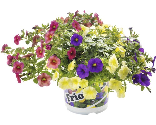 Blomsterblandning i kruka, olika blomfärger