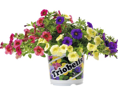 Blommande Calibrachoa i kruka