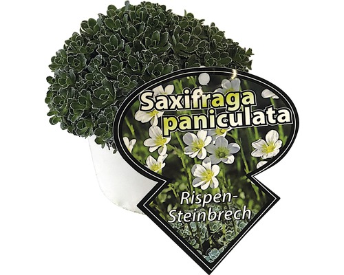Silverbräcka FLORASELF Saxifraga paniculata 5-10cm co 0,5L