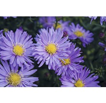 Närbild av lila asterblommor med gula blomkorgar