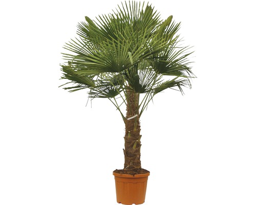 Väderkvarnspalm FLORASELF Trachycarpus fortunei stamhöjd 30-40cm 110-120cm Ø34cm
