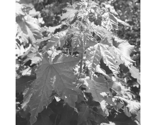 Närbild av lönnlöv