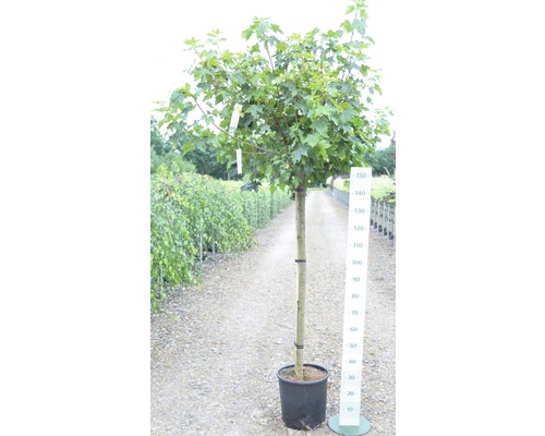 Fältherre i kruka med storleksangivelse som trädgårdselement